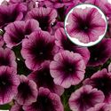 Bild von Petunia P12 viva purple vein